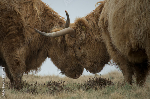 Allermuir hill highland cow fighting over grazing spot, Scotland