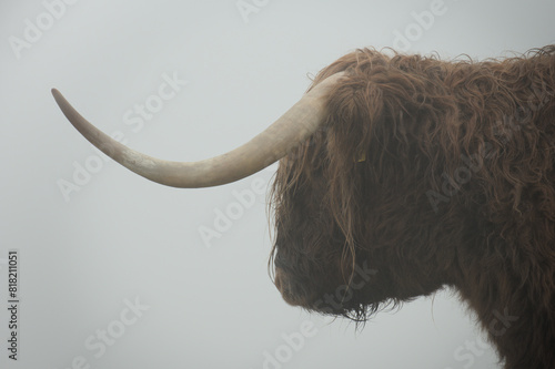 Closeup of an Allermuir hill highland cow, Scotland