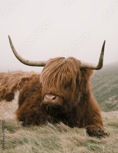 Allermuir hill highland cow lying down, Scotland