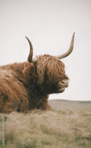 Allermuir hill highland cow, Scotland