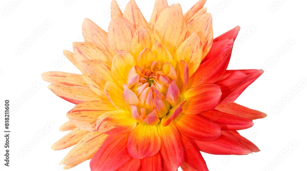Multicolored Dahlia Multicolored Dahlia