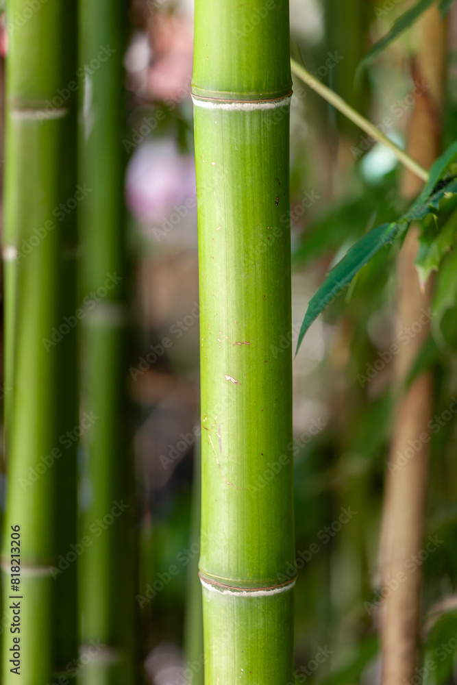 Tranquil closeup shot of a single bamboo stem with a natural green backdrop in a zeninspired garden setting Tranquil closeup shot of a single bamboo stem with a natural green backdrop in a zeninspired garden setting