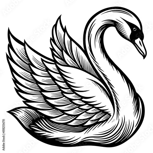 black swan vector