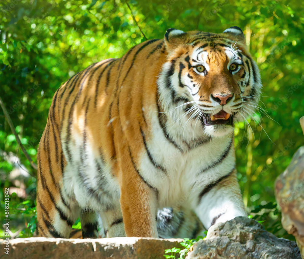 Siberian tiger prowling with intense gaze in a lush green forest, showcasing natural beauty and wildlife majesty Siberian tiger prowling with intense gaze in a lush green forest, showcasing natural beauty and wildlife majesty