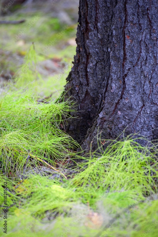 Obraz premium White Pine Seedlings