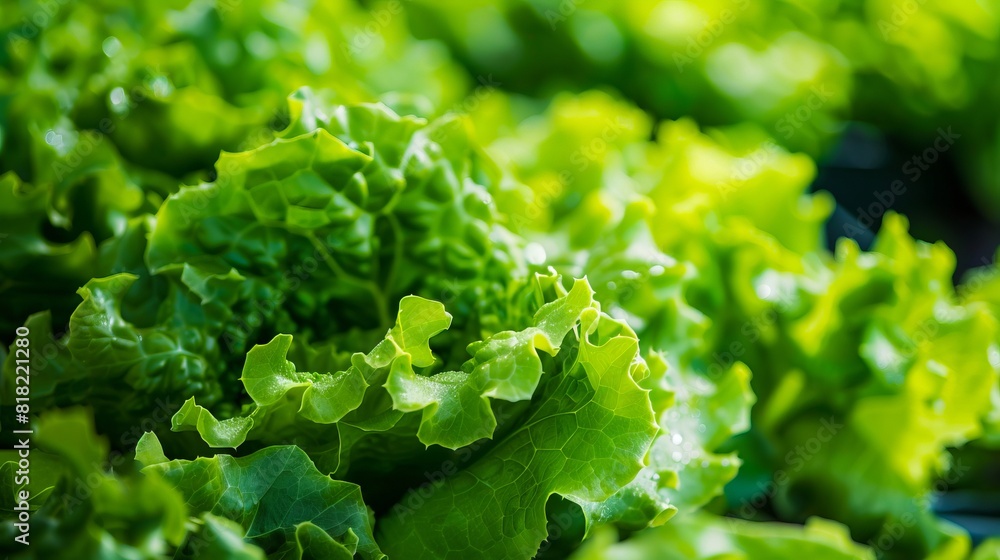 Lettuce leaves in the garden. Lettuce leaves in the garden.