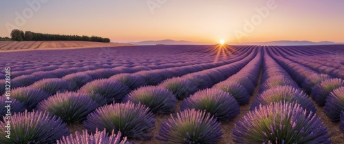 Rows of lavender stretch towards the horizon under a captivating sunset sky in a peaceful, aromatic countryside. photo