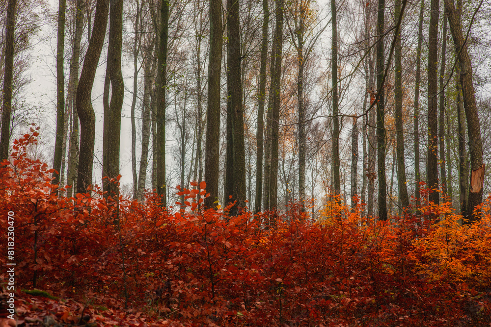 Fototapeta premium Jesienny las