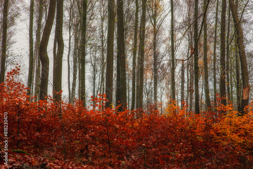 Fototapeta Naklejka Na Ścianę i Meble -  Jesienny las