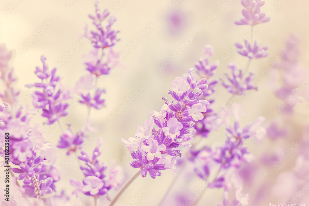 Naklejka premium Close Up of Lavender Flowers in Bloom with Soft Pastel Background