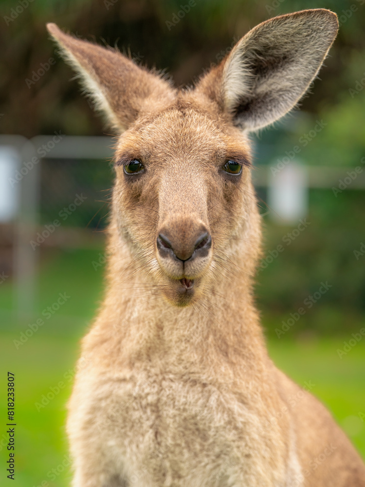 kangaroo kangaroo