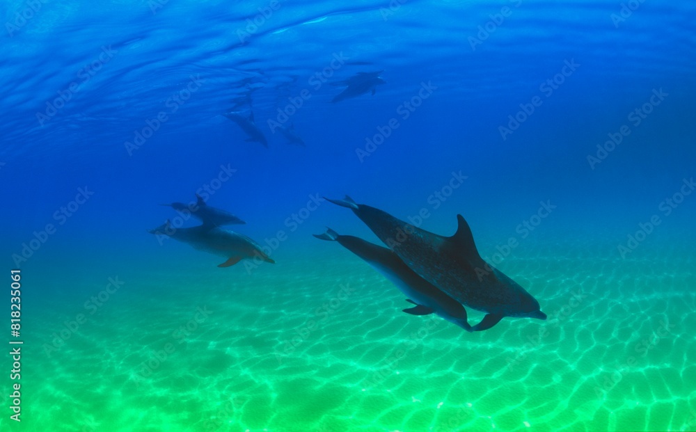 Obraz premium Atlantic Spotted Dolphins