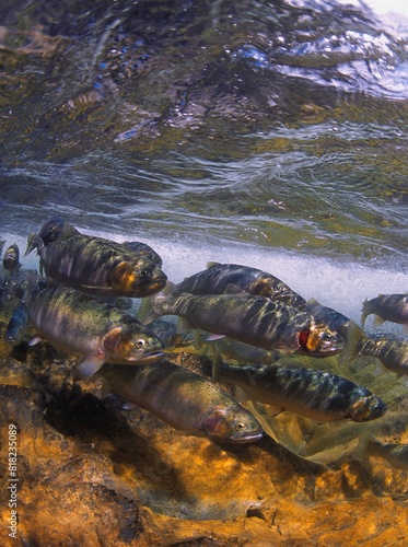 Photography Spawning Cutthroat Trout