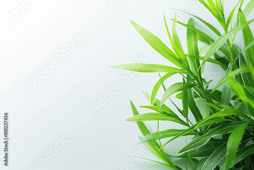 Green plant with leaves on white background  perfect for botanical designs  nature concepts  health and wellness graphics  or environmental themes.