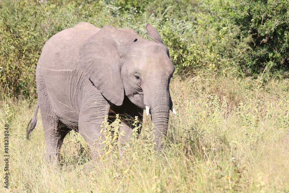 Afrikanischer Elefant / African elephant / Loxodonta africana Afrikanischer Elefant / African elephant / Loxodonta africana