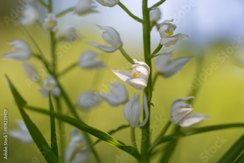 Wallpaper Mural Cephalanthera longifolia, narrow-leaved helleborine, sword-leaved helleborine, long-leaved helleborine. Cephalanthera longifolia in the spring forest. Torontodigital.ca