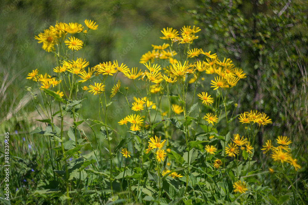 Fototapeta premium Austrian leopard's-bane (Doronicum austriacum) plant of the Asteraceae family, during flowering, in the natural ecosystem of the Carpathian Mountains.