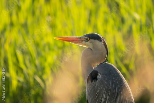 Close-up of grey heron. One Ardea cinerea with green reed in sunny day,