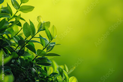 Green plant with leaves background. Suitable for nature  ecofriendly  and garden design concepts in graphic design projects.
