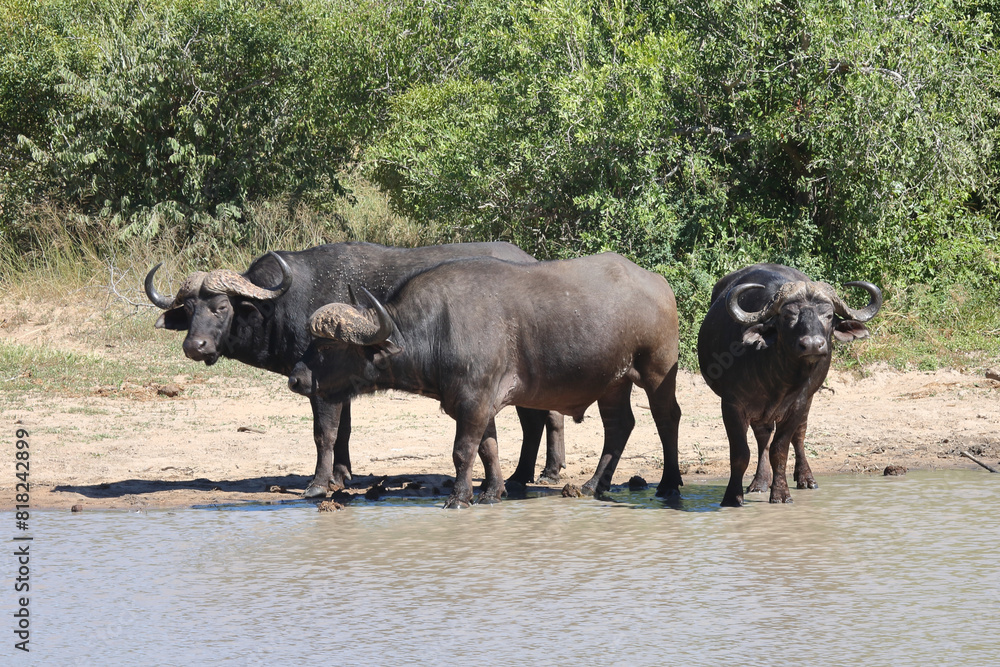 Kaffernbüffel / African buffalo / Syncerus caffer Kaffernbüffel / African buffalo / Syncerus caffer