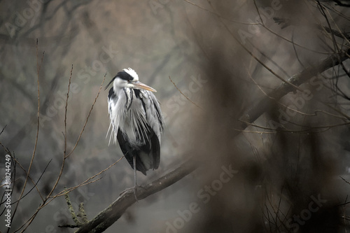 Heron resting on a branch in Lochend park, Leith, Edinburgh photo