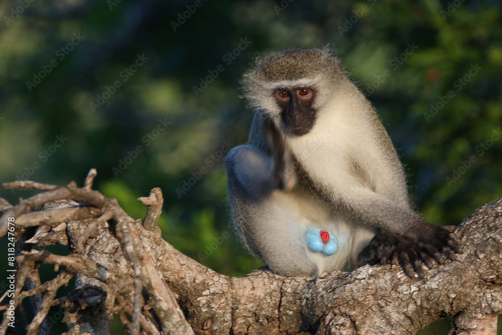 Fototapeta premium Grüne Meerkatze / Vervet monkey / Cercopithecus aethiops .