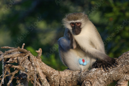 Grüne Meerkatze / Vervet monkey / Cercopithecus aethiops . photo