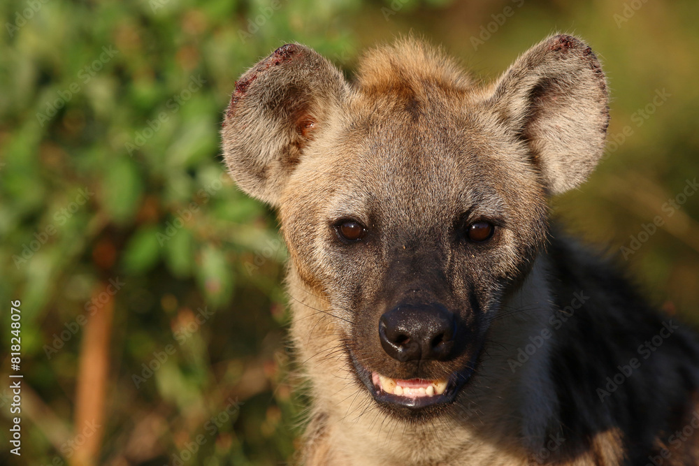 Tüpfelhyäne / Spotted hyaena / Crocuta crocuta... Tüpfelhyäne / Spotted hyaena / Crocuta crocuta...