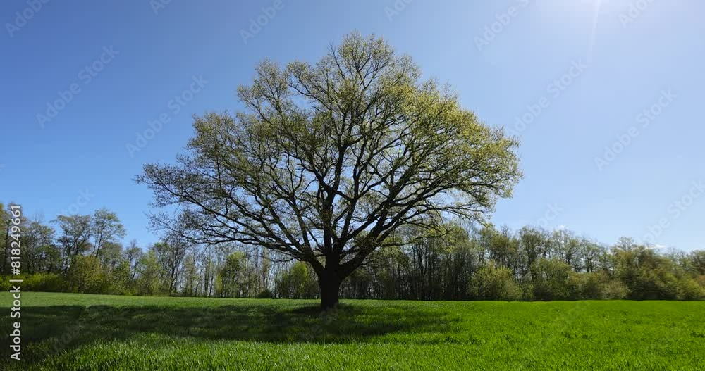 A single tall oak in a field with green grass, new foliage on one oak in a field with green wheat grains A single tall oak in a field with green grass, new foliage on one oak in a field with green wheat grains