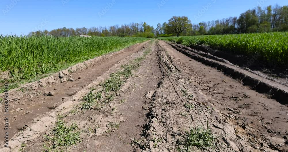 A road in a field with green wheat, a country road on the side of which green wheat grass grows A road in a field with green wheat, a country road on the side of which green wheat grass grows