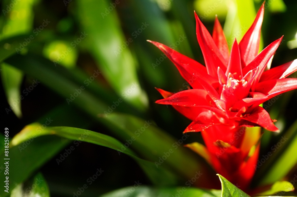 Red Flower In Bloom