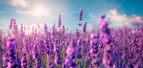 lavender field in region