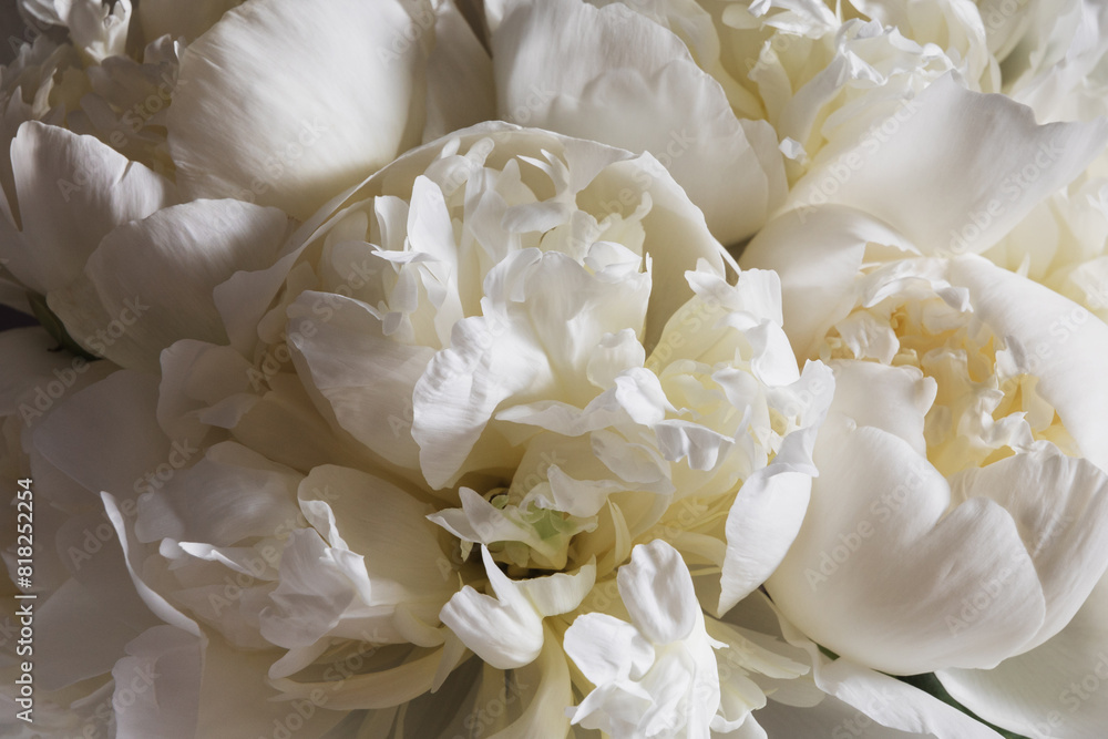 Close up of a white peony bloom. A detailed close-up shot of a white peony flower, showcasing the delicate beautifull petals with soft light. Creamy texture, pastel neutral color, dark background. Close up of a white peony bloom. A detailed close-up shot of a white peony flower, showcasing the delicate beautifull petals with soft light. Creamy texture, pastel neutral color, dark background.