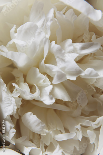 Fototapeta Naklejka Na Ścianę i Meble -  Close-Up of a White Peony flowers blooming. Detail macro shot of delicate texture of white peony petals and gentle tone of cream pastel color. Serene and elegant floral concept. Soft focus.