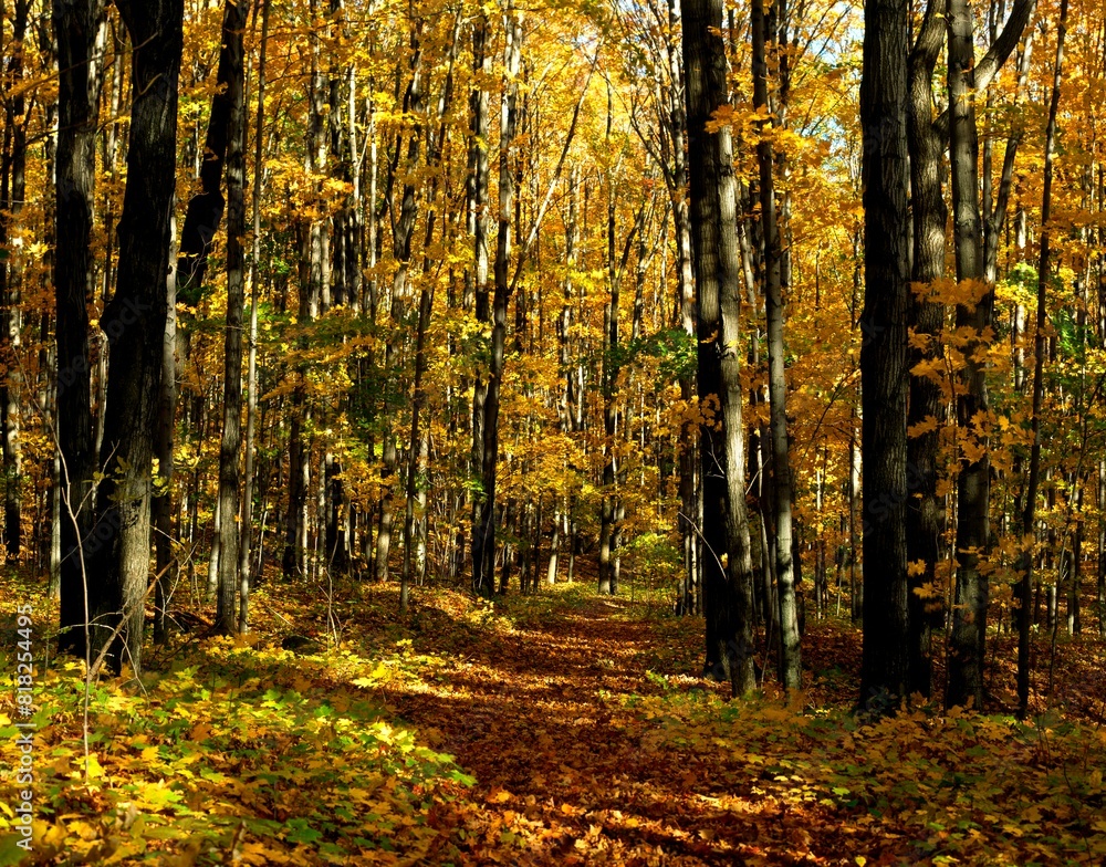Fototapeta premium Autumn Pathway