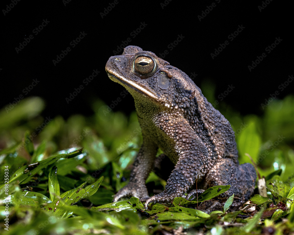 Fototapeta premium Green climbing toad in the rainforest