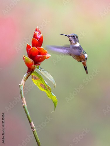 magenta-throated woodstar flying in front of flower photo