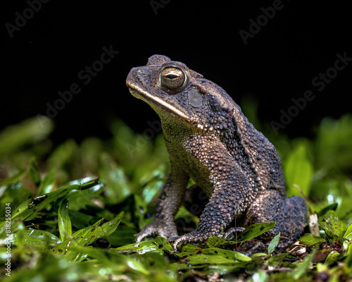 Green climbing toad in the rainforest