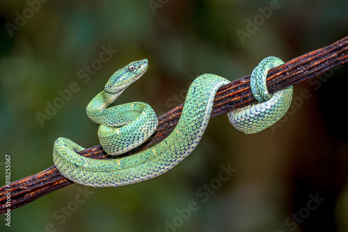 Side striped Palm Viper on branch photo