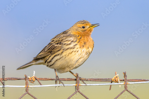 Red-throated pipit migratory bird