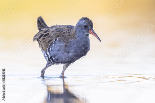 Water Rail Foraging in Sunset Reflection