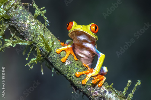 Foto Red eyed leaf Frog on brach in tropical forest