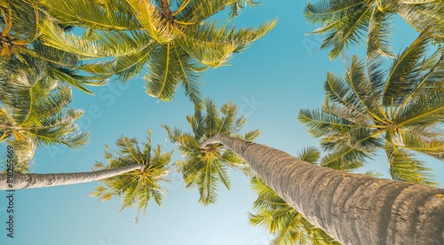 Fototapeta Naklejka Na Ścianę i Meble -  Tropical palm trees background. Coconut palms and peaceful inspire blue sky. Exotic summer nature pattern panorama, green leaves, natural landscape. Summer travel tropical island, panoramic vacation