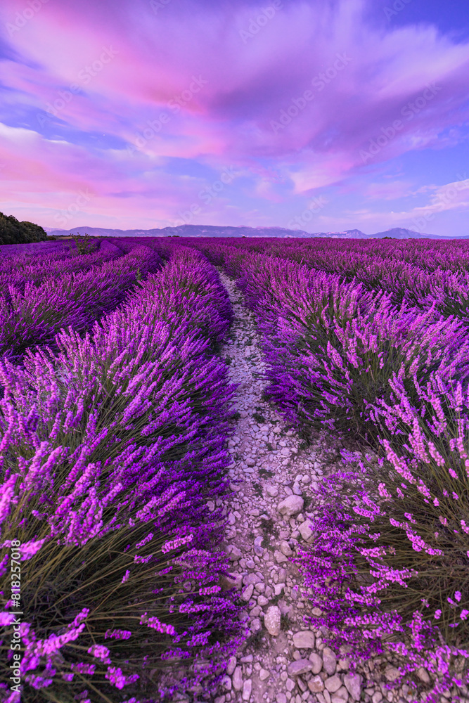 Fototapeta premium Wonderful nature vacation landscape. amazing sunset scene blooming lavender flowers. Moody sky, pastel colors on bright landscape view. Majestic dream floral panoramic meadow nature lines and horizon