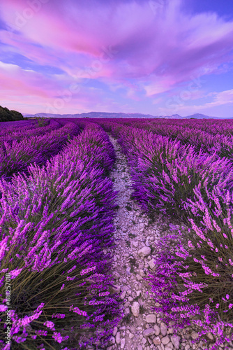 Wonderful nature vacation landscape. amazing sunset scene blooming lavender flowers. Moody sky, pastel colors on bright landscape view. Majestic dream floral panoramic meadow nature lines and horizon