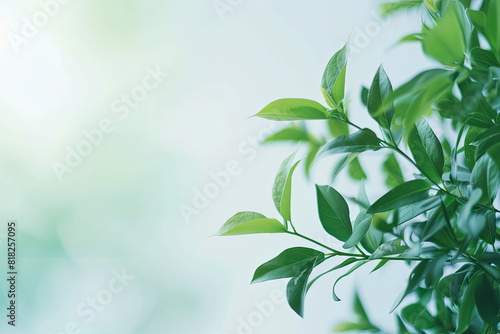 Closeup of vibrant green bush leaves suitable for naturethemed designs  environmental campaigns  gardening concepts  and ecofriendly projects.