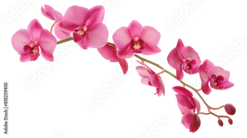 Beautiful Pink Orchid Flower with Long Stem isolated on a transparent background