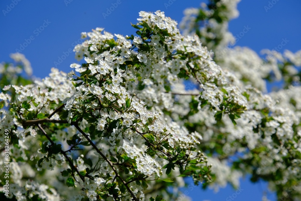 Close up of branch with blooming white flowers of Crataegus commonly called hawthorn, quickthorn, thornapple, May-tree, whitethorn, Mayflower or hawberry. Close up of branch with blooming white flowers of Crataegus commonly called hawthorn, quickthorn, thornapple, May-tree, whitethorn, Mayflower or hawberry.