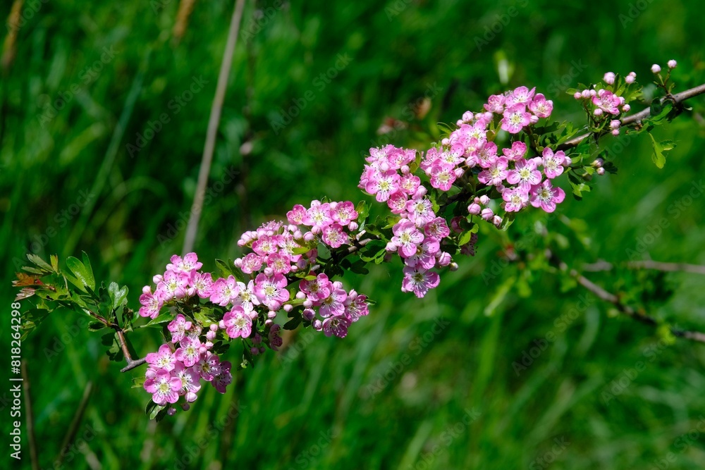 Obraz premium Close up of branch with blooming pink flowers of Crataegus commonly called hawthorn, quickthorn, thornapple, May-tree, whitethorn, Mayflower or hawberry.