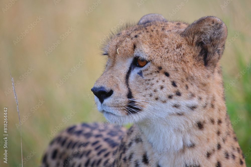 Fototapeta premium Gepard / Cheetah / Acinonyx jubatus
